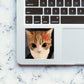 Angry Cat Meme Sticker