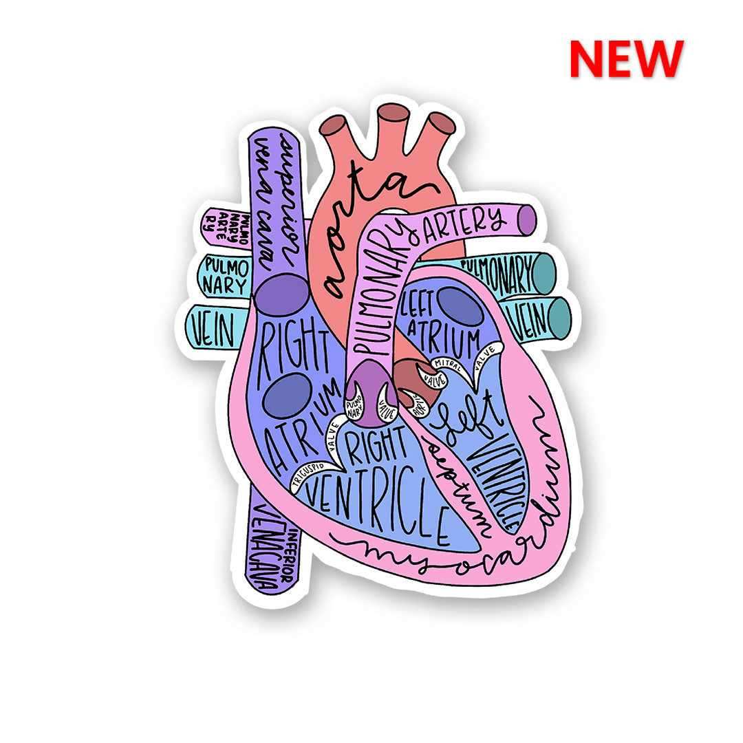 Anatomy Of Heart Sticker | STICK IT UP