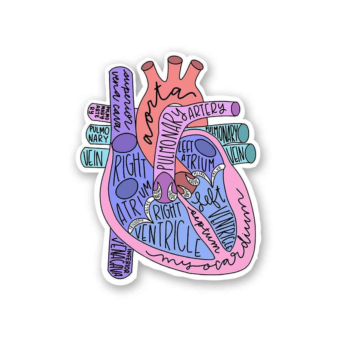 Anatomy Of Heart Sticker - STICK IT UP